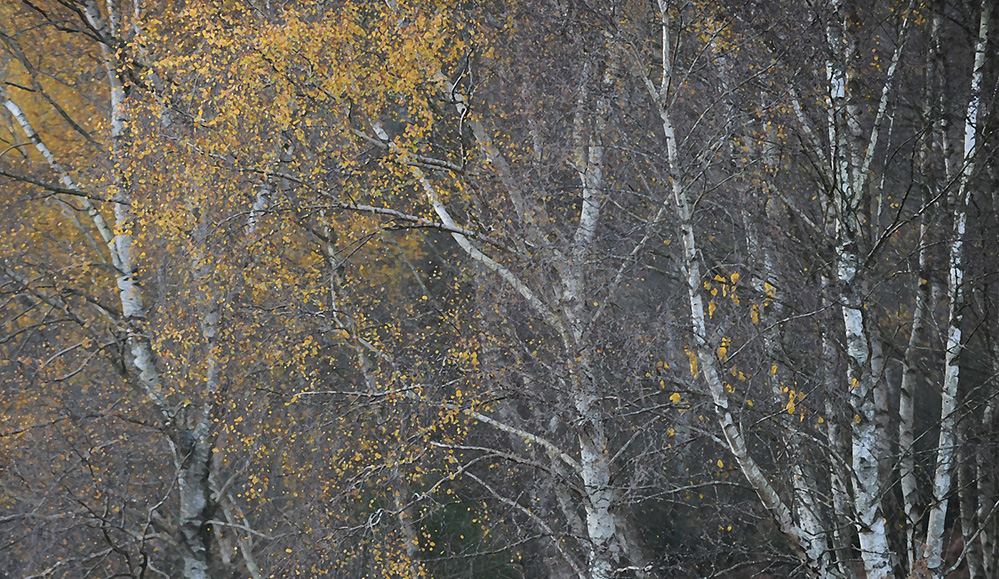 Autumn Golden Birch, Culverley 7